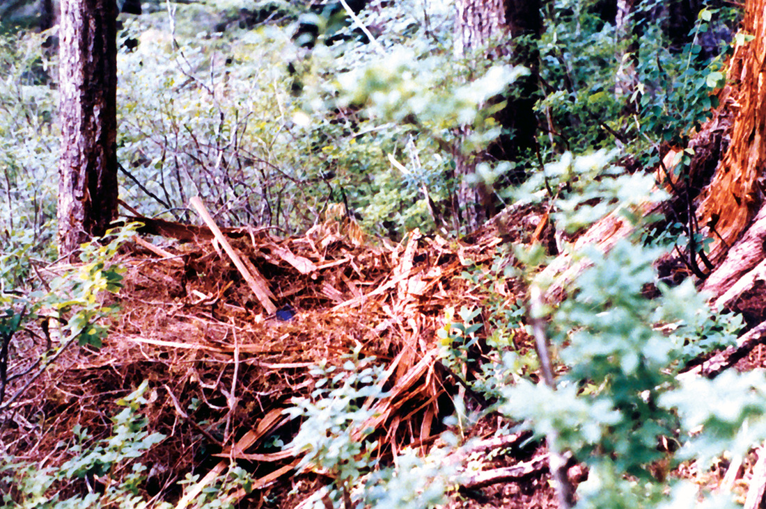 big foot nest pic