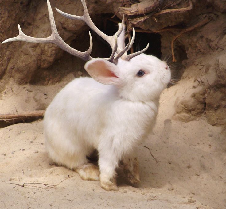 jackalope